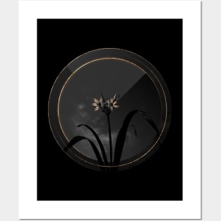 Shadowy Small Flowered Pancratium Botanical on Black and Gold Posters and Art